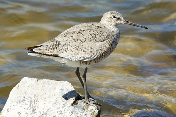 Willet Catoptrophorus semipalmatus 