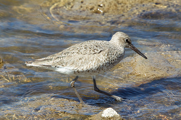 Willet Catoptrophorus semipalmatus 