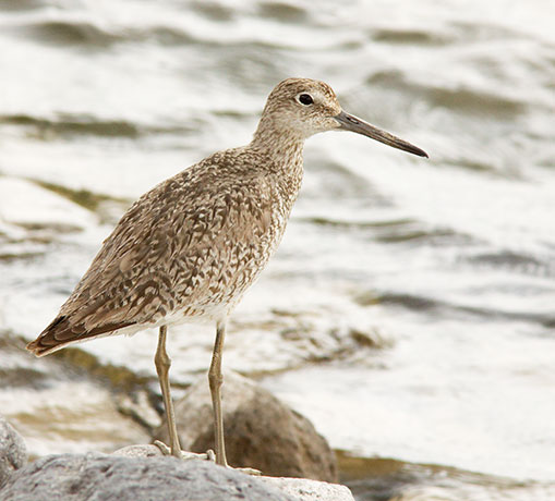 Willet Catoptrophorus semipalmatus 