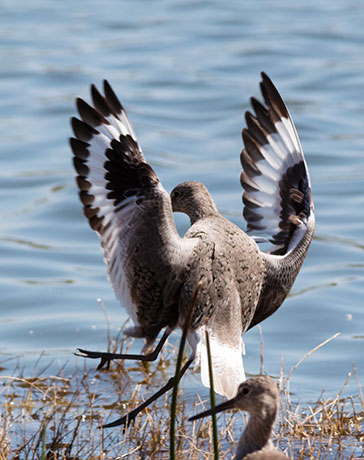 Willet Catoptrophorus semipalmatus 