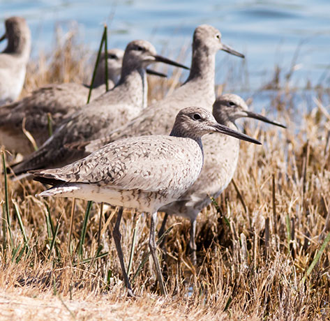Willet Catoptrophorus semipalmatus 