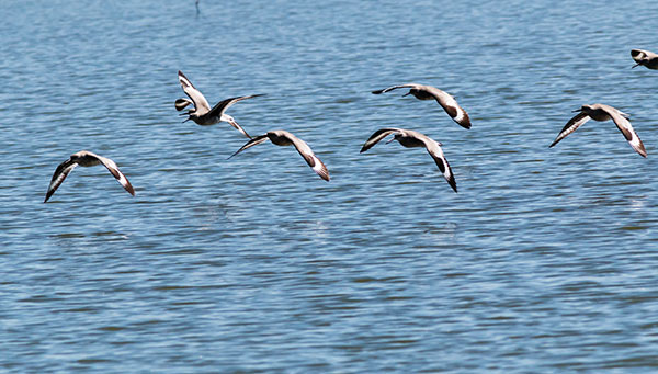 Willet Catoptrophorus semipalmatus 