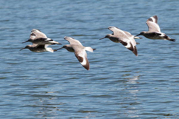 Willet Catoptrophorus semipalmatus 