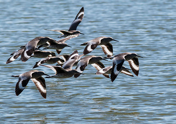Willet Catoptrophorus semipalmatus 