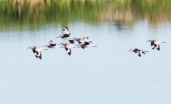 Willet Catoptrophorus semipalmatus 