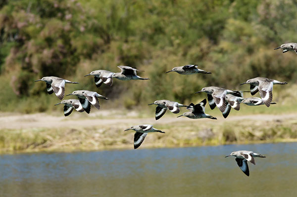 Willet Catoptrophorus semipalmatus 