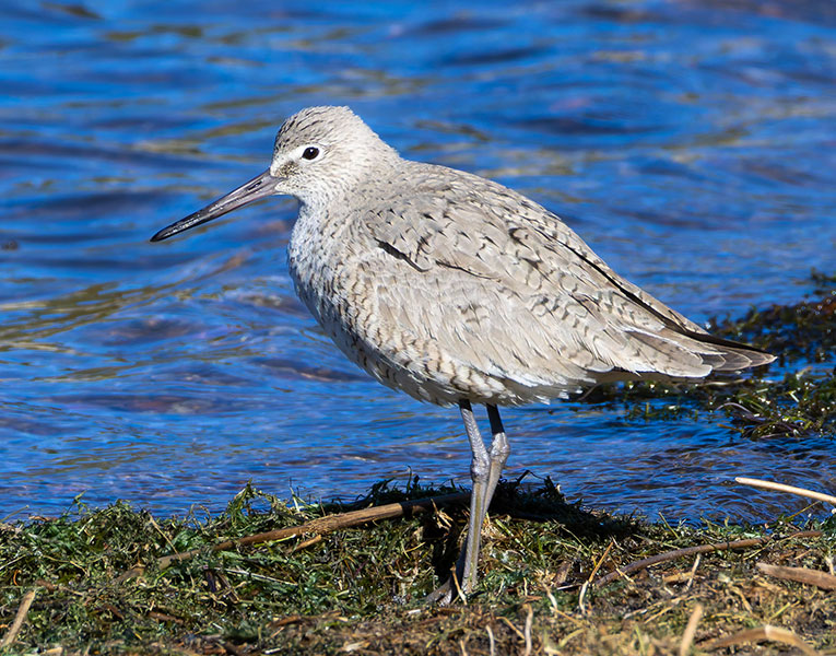 Willet Catoptrophorus semipalmatus 