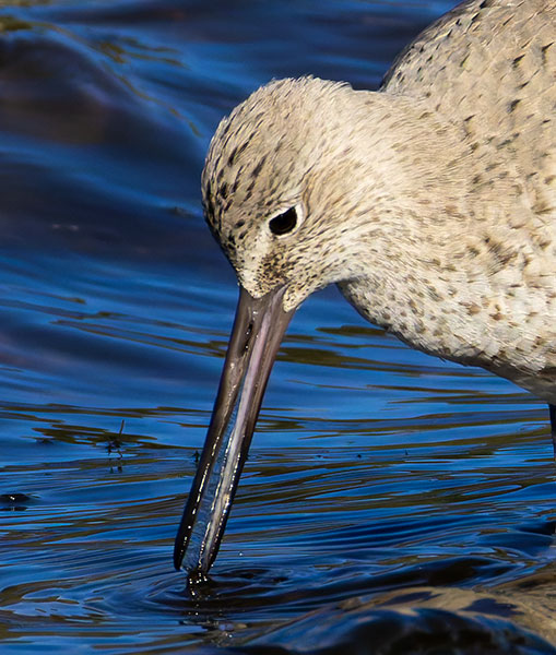 Willet Catoptrophorus semipalmatus 