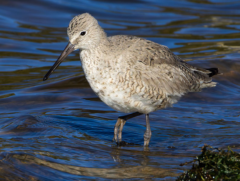 Willet Catoptrophorus semipalmatus 