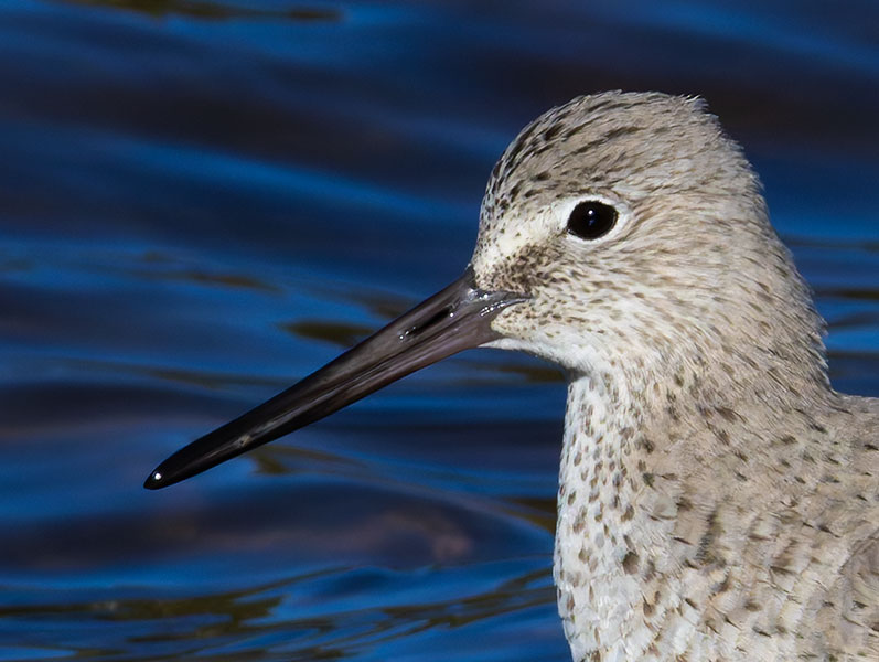 Willet Catoptrophorus semipalmatus 