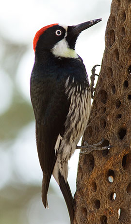 Acorn Woodpecker Melanerpes formicivorus