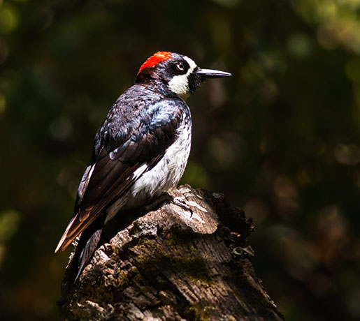 Acorn Woodpecker Melanerpes formicivorus