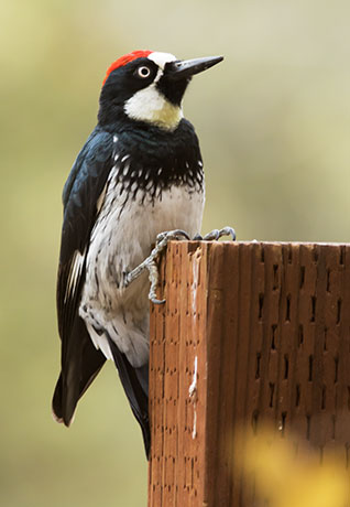 Acorn Woodpecker Melanerpes formicivorus