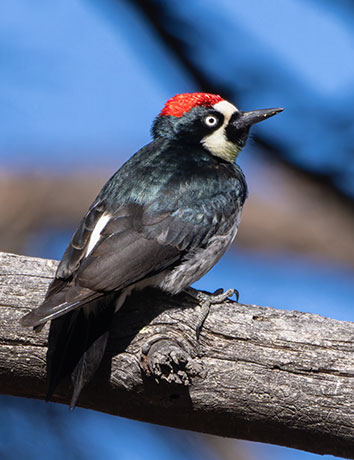 Acorn Woodpecker Melanerpes formicivorus