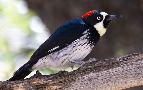 Acorn Woodpecker Melanerpes formicivorus
