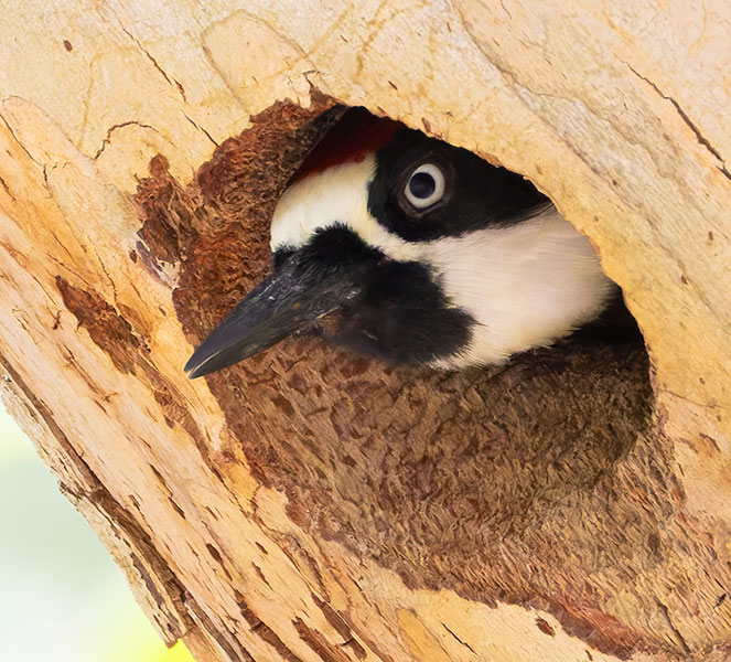 Acorn Woodpecker Melanerpes formicivorus