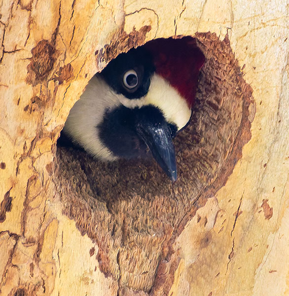 Acorn Woodpecker Melanerpes formicivorus