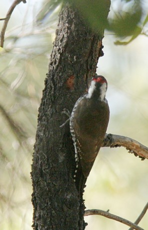 Arizona (Strickland's) Woodpecker Picoides arizonae 