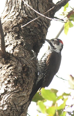 Arizona (Strickland's) Woodpecker Picoides arizonae 