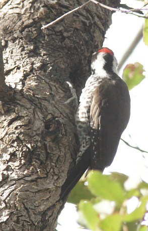 Arizona (Strickland's) Woodpecker Picoides arizonae 