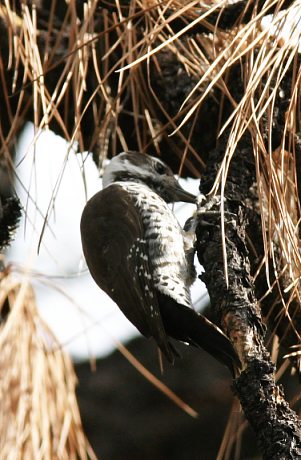 Arizona (Strickland's) Woodpecker Picoides arizonae 