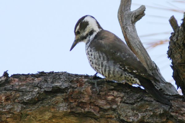 Arizona (Strickland's) Woodpecker Picoides arizonae 