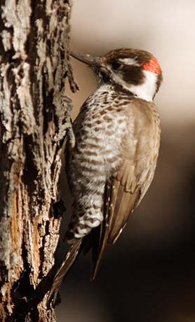 Arizona (Strickland's) Woodpecker Picoides arizonae 