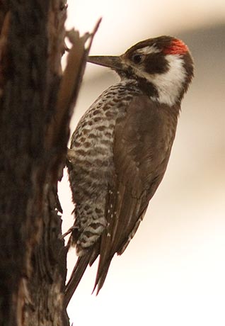 Arizona (Strickland's) Woodpecker Picoides arizonae 