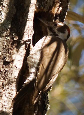 Arizona (Strickland's) Woodpecker Picoides arizonae 