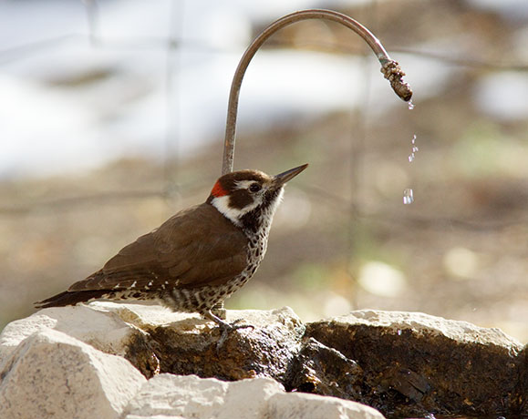 Arizona (Strickland's) Woodpecker Picoides arizonae 
