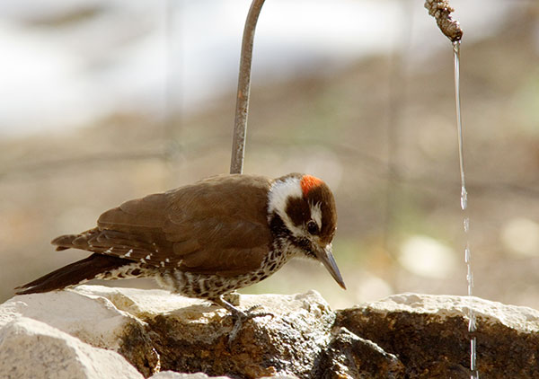 Arizona (Strickland's) Woodpecker Picoides arizonae 