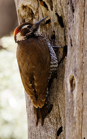 Arizona (Strickland's) Woodpecker Picoides arizonae 