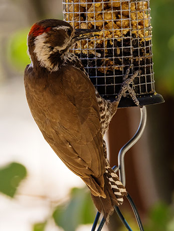 Arizona (Strickland's) Woodpecker Picoides arizonae 