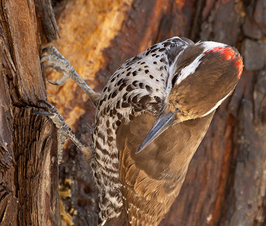 Arizona (Strickland's) Woodpecker Picoides arizonae 