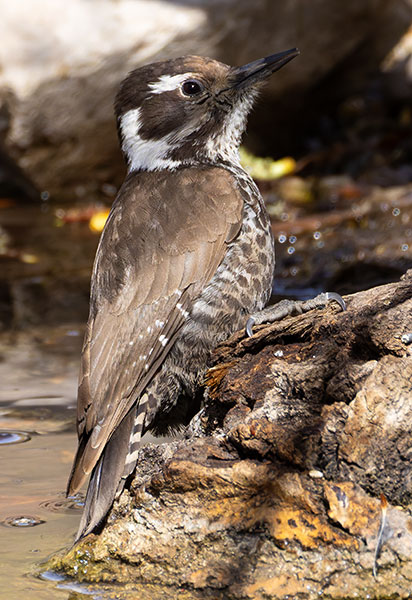 Arizona (Strickland's) Woodpecker Picoides arizonae 