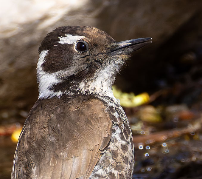 Arizona (Strickland's) Woodpecker Picoides arizonae 
