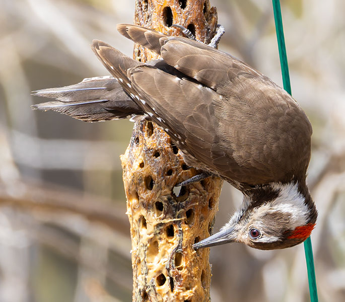 Arizona (Strickland's) Woodpecker Picoides arizonae 
