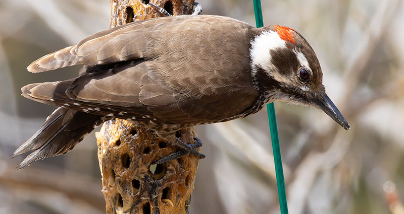 Arizona (Strickland's) Woodpecker Picoides arizonae 