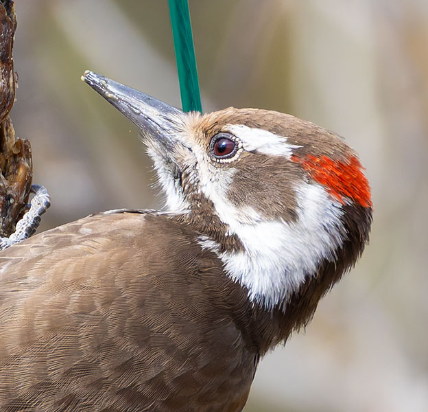 Arizona (Strickland's) Woodpecker Picoides arizonae 