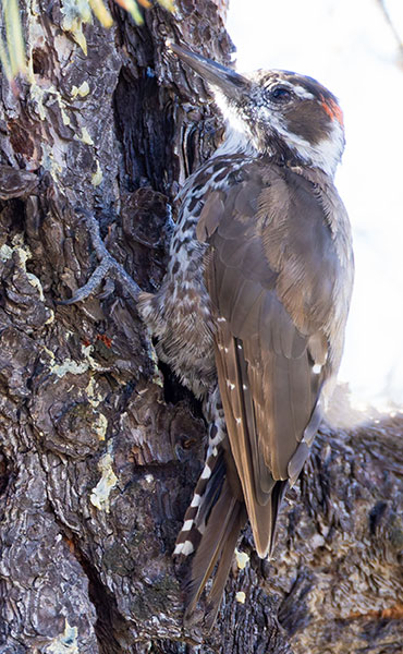 Arizona (Strickland's) Woodpecker Picoides arizonae 