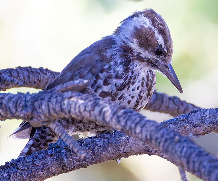 Arizona (Strickland's) Woodpecker Picoides arizonae 