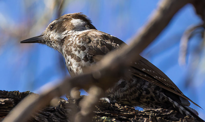 Arizona (Strickland's) Woodpecker Picoides arizonae 