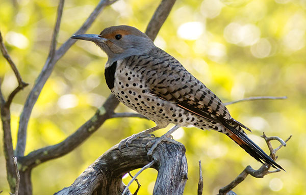 Northern Flicker, Red-shafted Colaptes auratus