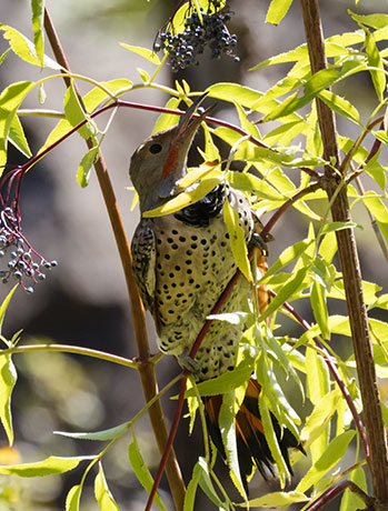 Northern Flicker, Red-shafted Colaptes auratus