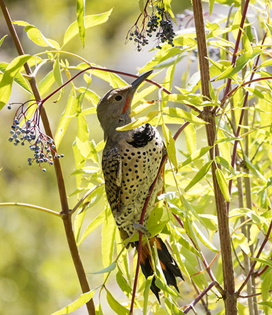 Northern Flicker, Red-shafted Colaptes auratus