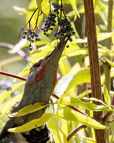 Northern Flicker, Red-shafted Colaptes auratus