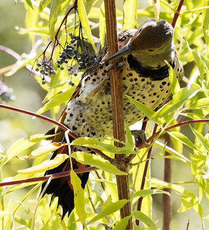 Northern Flicker, Red-shafted Colaptes auratus