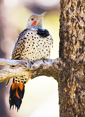 Northern Flicker, Red-shafted Colaptes auratus