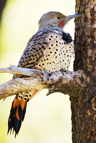 Northern Flicker, Red-shafted Colaptes auratus