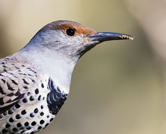 Northern Flicker, Red-shafted Colaptes auratus
